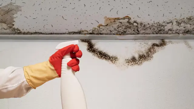 Gloved hand with a spray bottle beside mold growth along a ceiling edge