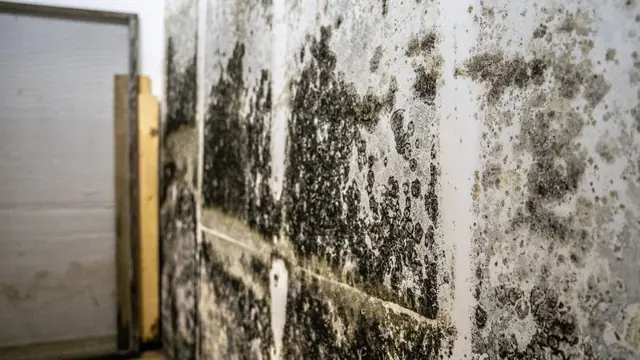 Large area of dark mold growth across an interior wall